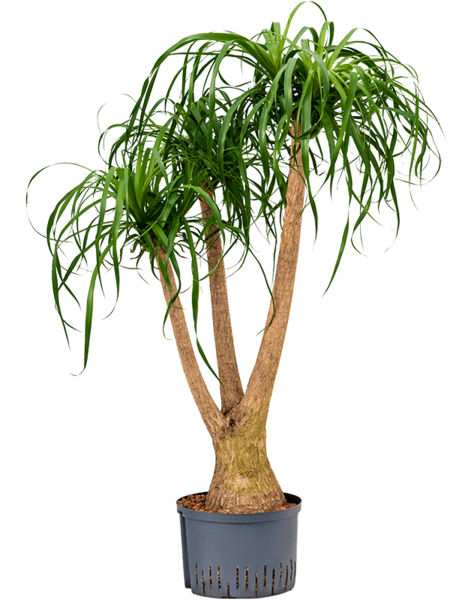Hydroplant Beaucarnea