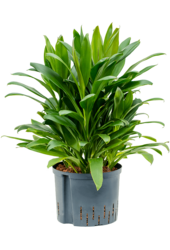 Roślina hydroponiczna Kordylina Glauca