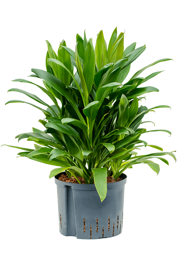 Roślina hydroponiczna Kordylina Glauca