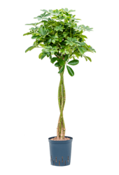 Hydroplant Schefflera Arboricola Nora