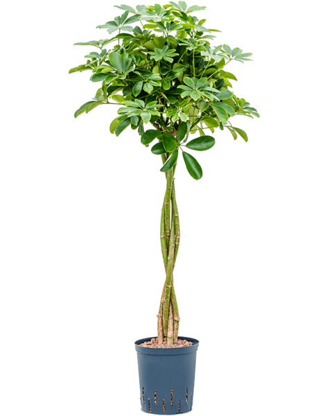 Hydroplant Schefflera