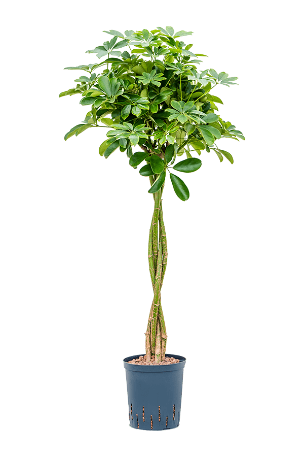 Hydroplant Schefflera Arboricola Nora
