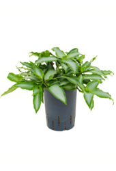 Hydrofit Murdannia Bright Star