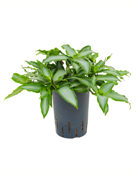 Hydrofit Murdannia