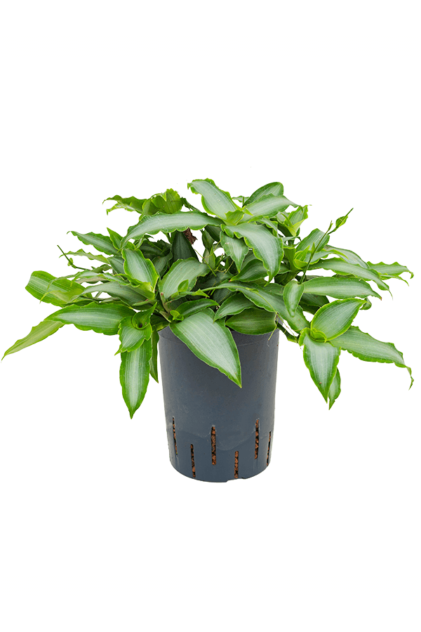 Hydrofit Murdannia Bright Star