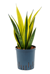 Hydroplant Sansevieria Trifasciata Gold Flame