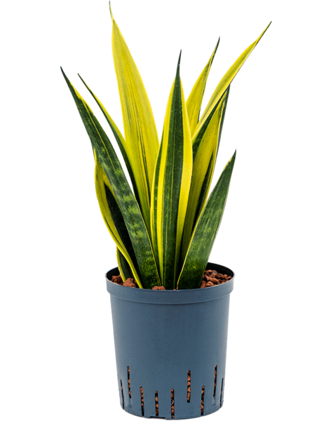 Hydroplant Sansevieria