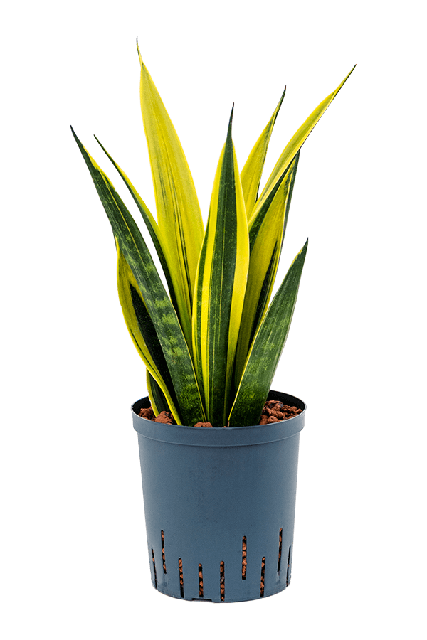 Hydroplant Sansevieria Trifasciata Gold Flame