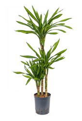 Hydroponiczna Dracena Fragrans Riki