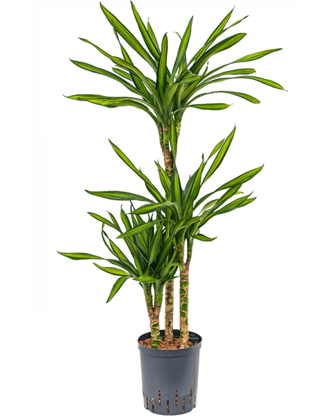 Hydroponiczna Dracena