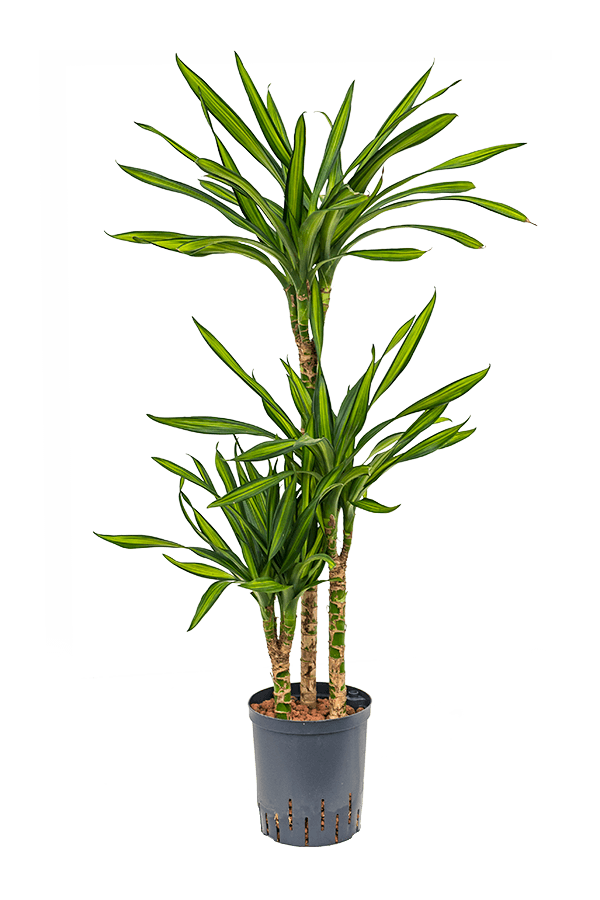 Hydroponiczna Dracena Fragrans Riki