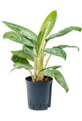 Hydroplant Aglaonema Pearl