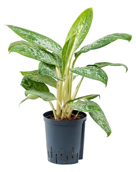 Hydroplant Aglaonema