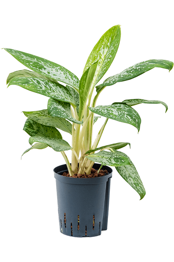 Hydroplant Aglaonema Pearl