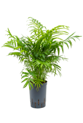 Hydroplant Chamaedorea Elegans