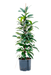 Hydroplant Ficus Cyathistipula Mini
