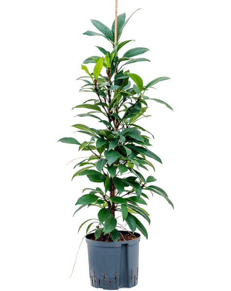 Hydroplant Ficus