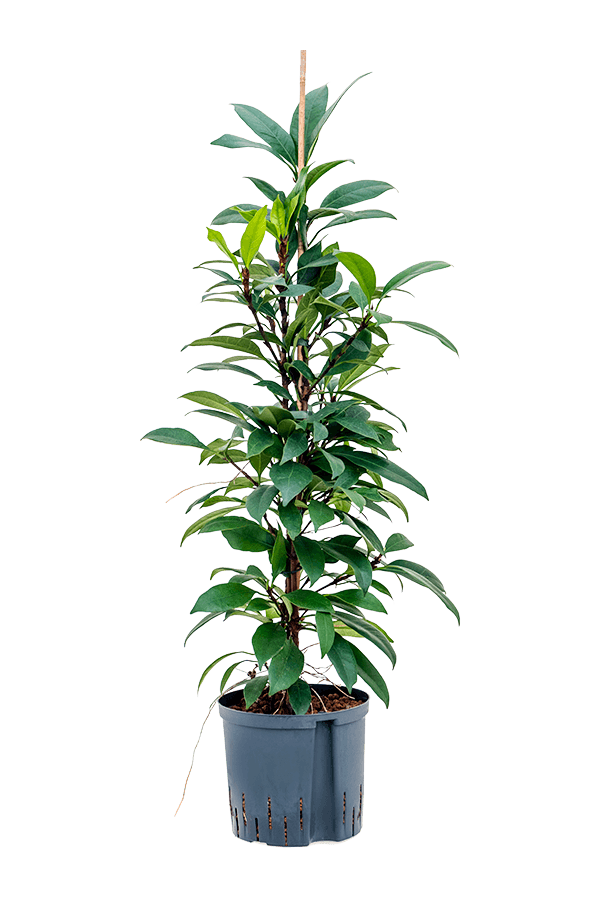 Hydroplant Ficus Cyathistipula Mini