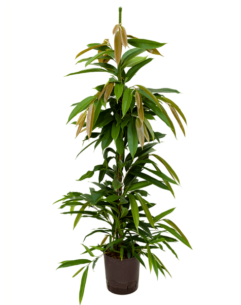 Hydroplant Ficus