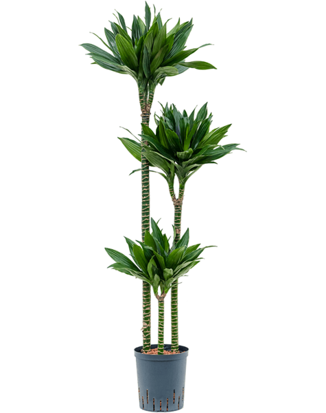 Hydroplant Dracaena