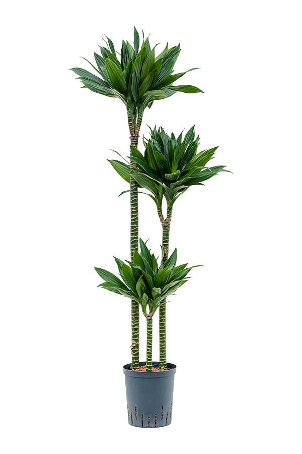 Hydroplant Dracaena Fragrans Green Jewel