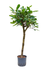 Hydroplant Ficus Cyathistipula