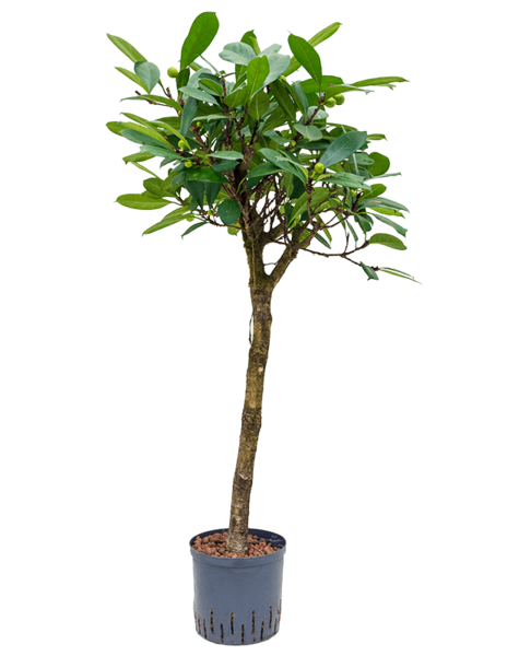 Hydroplant Ficus