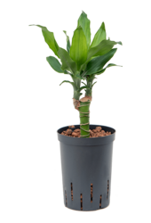 Hydroplant Dracena Fragrans Burundii