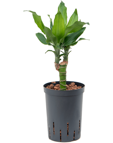 Hydroplant Dracena