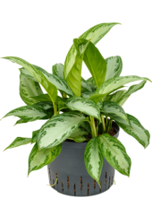 Hydroplant Aglaonema Silver Bay