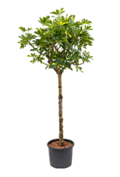 Hydroplant Schefflera Arboricola Gold Capella