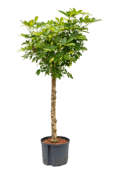 Hydroplant Szeflera Arboricola Gold Capella