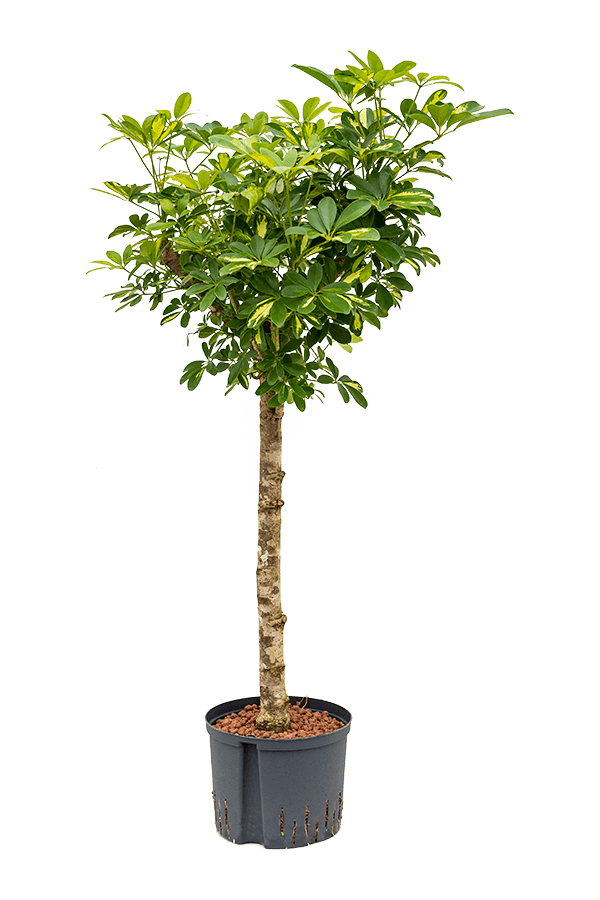 Hydroplant Szeflera Arboricola Gold Capella