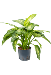 Hydroponiczna Dieffenbachia Seguine Reeva