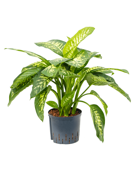 Hydroponiczna Dieffenbachia