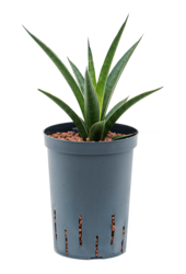 Hydroplant Sansevieria Comet Amazon Green