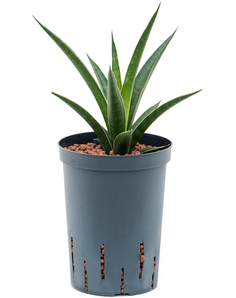 Hydroplant Sansevieria