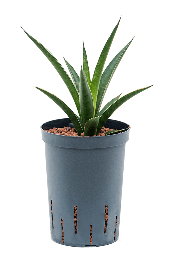 Hydroplant Sansevieria Comet Amazon Green