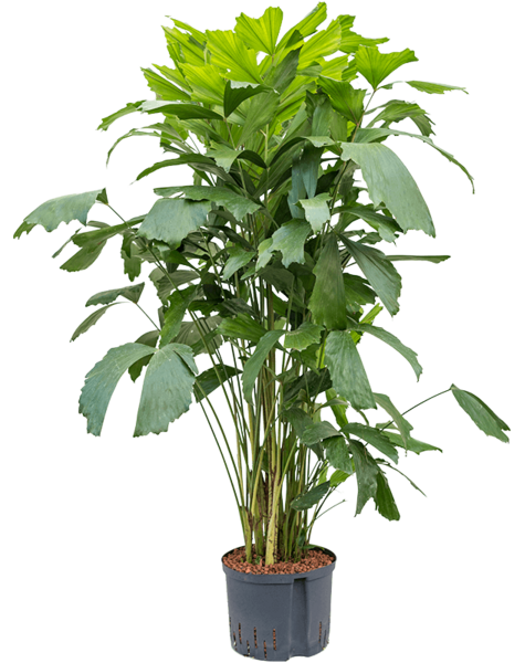 Hydroplant Caryota