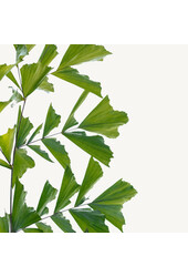 Hydroplant Caryota Mitis