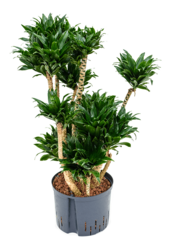 Hydroplant Dracena Fragrans Compacta