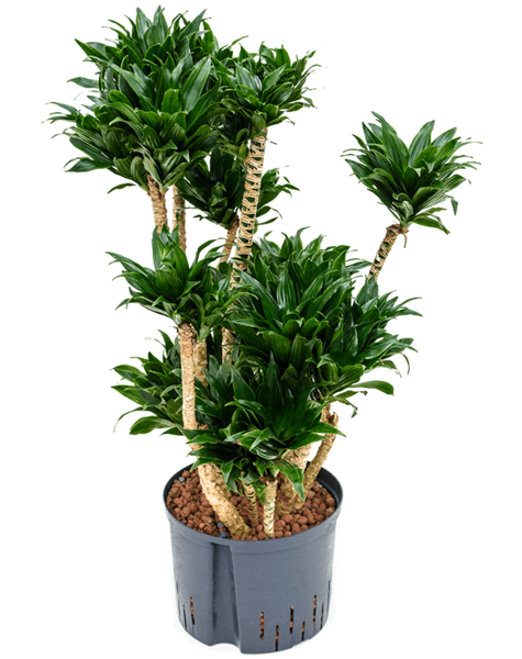Hydroplant Dracena