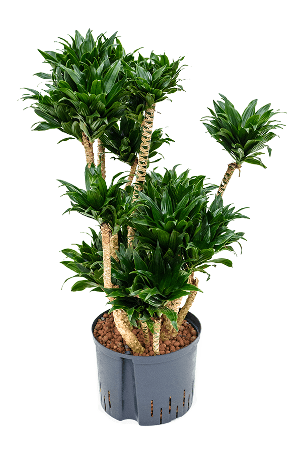 Hydroplant Dracena Fragrans Compacta