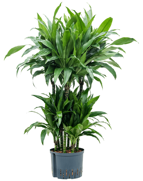 Hydroplant Dracena