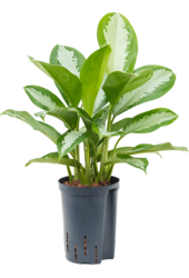 Hydroplant Aglaonema Silver Moon