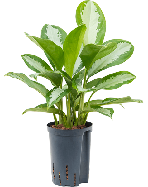 Hydroplant Aglaonema