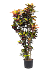 Hydroplant Kroton (Codiaeum) Variegatum Mrs. Iceton