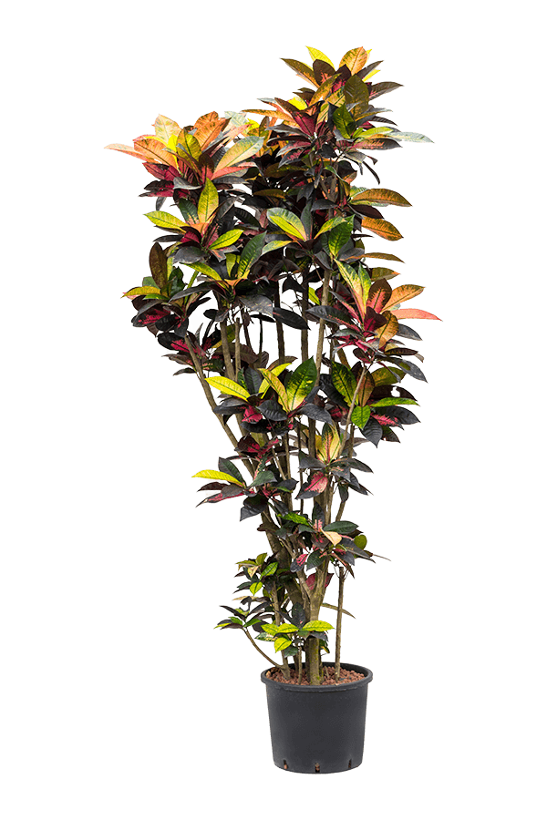 Hydroplant Kroton (Codiaeum) Variegatum Mrs. Iceton