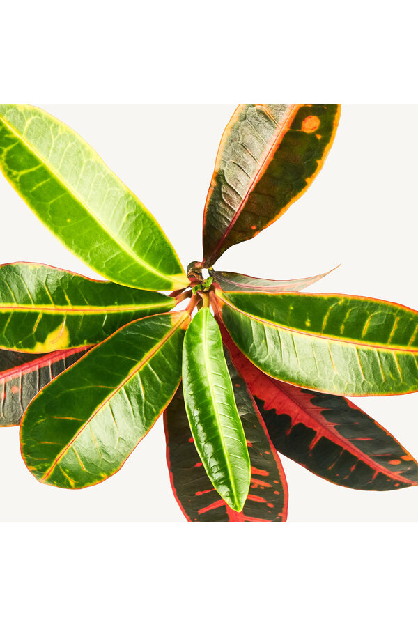 Hydroplant Kroton (Codiaeum) Variegatum Mrs. Iceton