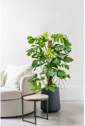 Hydroplant Monstera Deliciosa